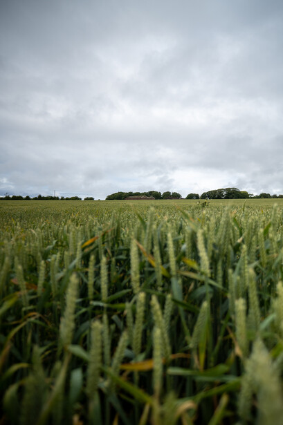 Green crop field stretching toward a distant tree line under overcast sky.