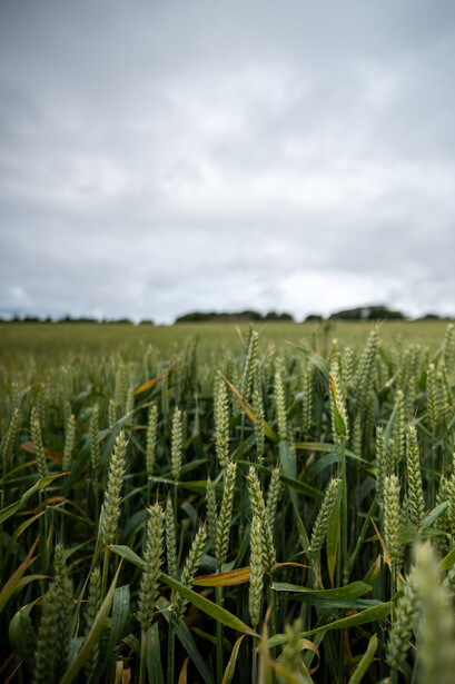 Green grain field with overcast sky, shot at eye level through crop rows.
