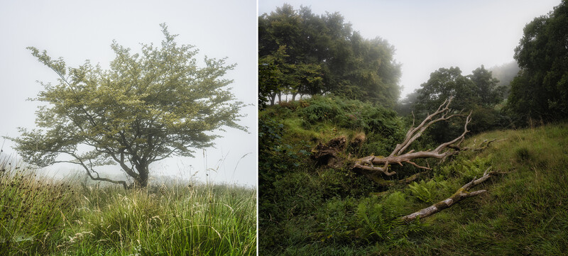 Side-by-side comparison of a windswept tree in misty grassland and a fallen log in overgrown forest.