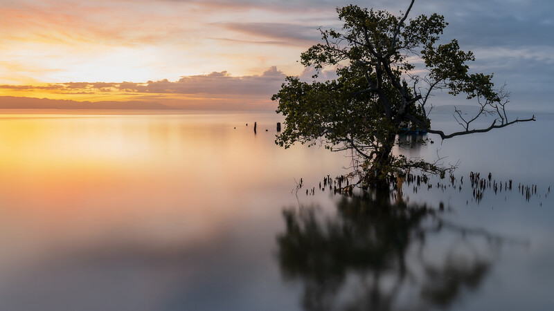 Solitary mangrove tree standing in shallow water at golden hour sunrise.