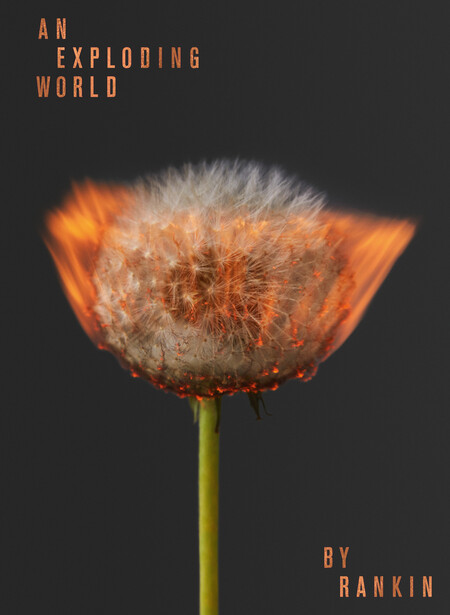 Macro photograph of a dandelion seed head with orange and brown tones against dark background.