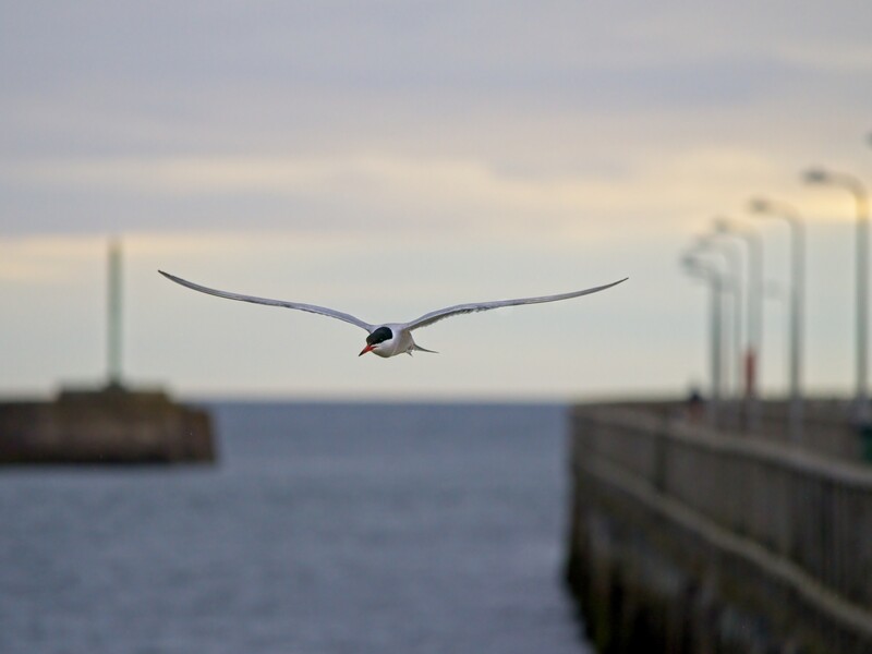 A seabird with wings spread wide flies toward the camera against a coastal backdrop with blurred pier structures and water.