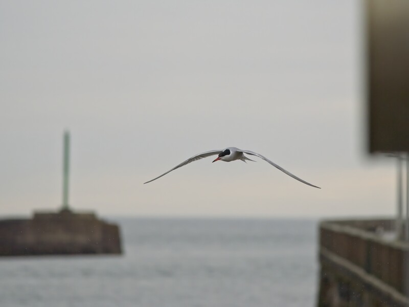 A seabird in flight with wings spread wide against a blurred coastal background.