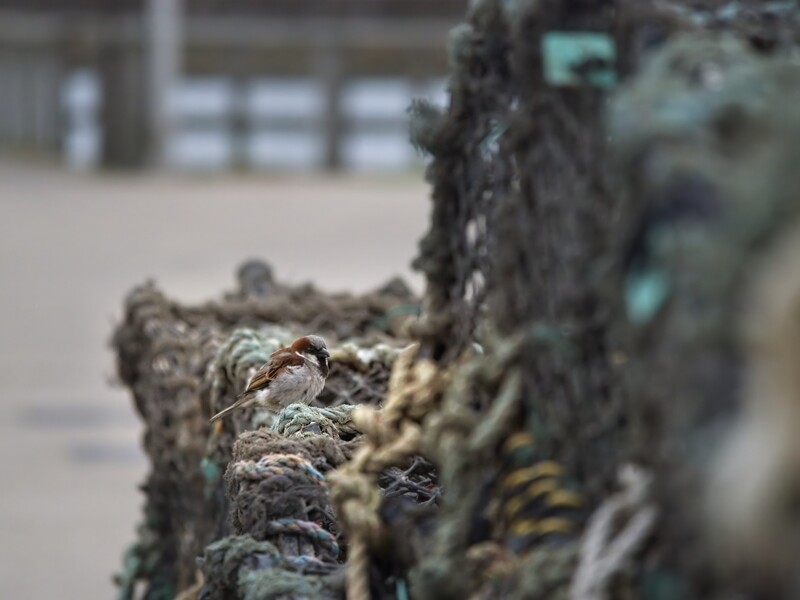 Lichen and moss growing on weathered wooden post in shallow focus.
