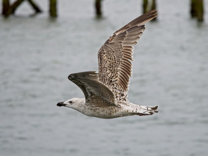 Seagull in flight over water with wings spread wide, captured mid-motion.