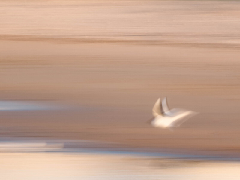 A white bird in flight against a soft, horizontal landscape with warm peachy and cool blue tones.
