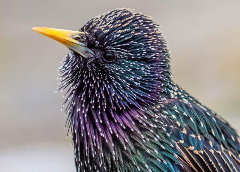 Close-up portrait of a starling with iridescent plumage and golden beak against neutral background.