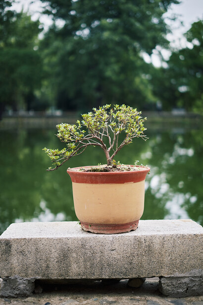 Small bonsai tree with yellow-green foliage in terracotta pot positioned on concrete ledge overlooking blurred water and trees.