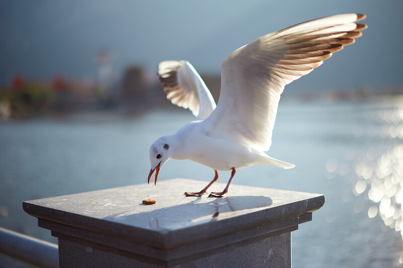 White seagull with wings spread stands on a wooden post, beak lowered toward food, with a blurred waterfront background.