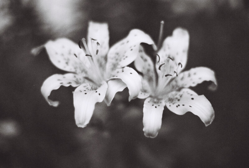 Canon EOS A2E, 50mm 1.4 lens, Ilford XP2 Super 400 film.