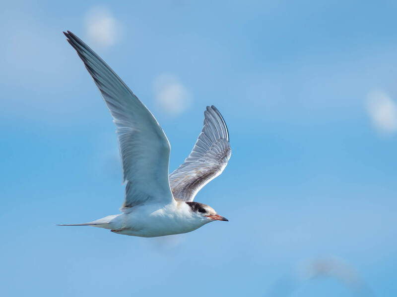 White tern in flight against blue sky with wings spread wide and tail streamlined.