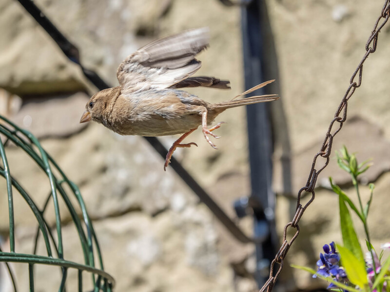 Small brown bird perched on a chain with blurred concrete background.