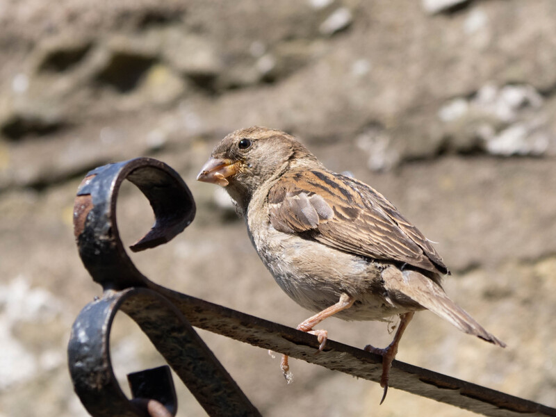 Small brown bird perched on a decorative black metal scroll against a blurred stone background.