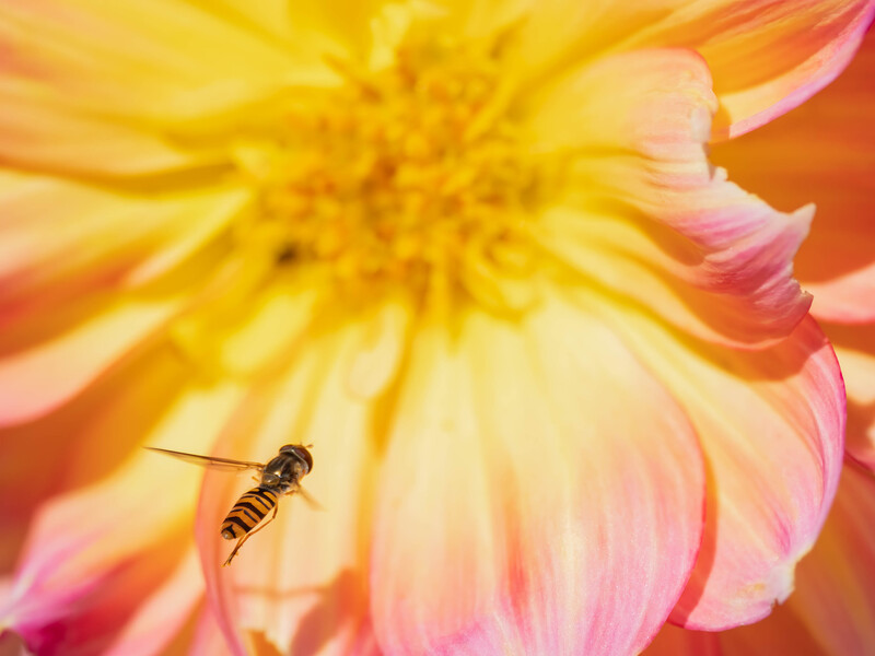 Hover fly perched on the center of a yellow and pink dahlia flower in macro close-up.