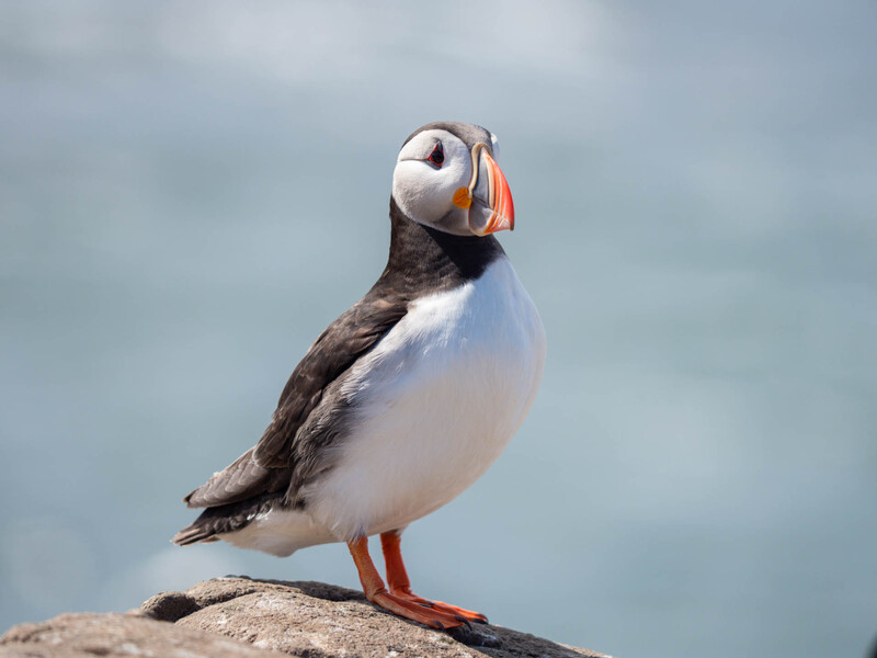 Atlantic puffin perched on a rock with a blurred ocean background.