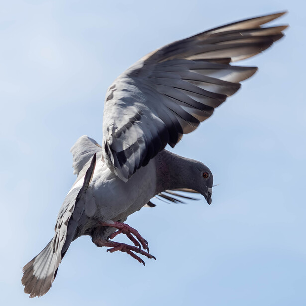 Gray bird in flight against clear blue sky with wings spread wide.
