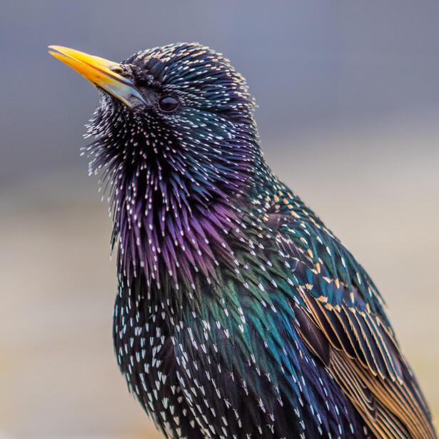 Close-up of a starling with iridescent plumage featuring deep purple, blue, and green feathers with white spotting.