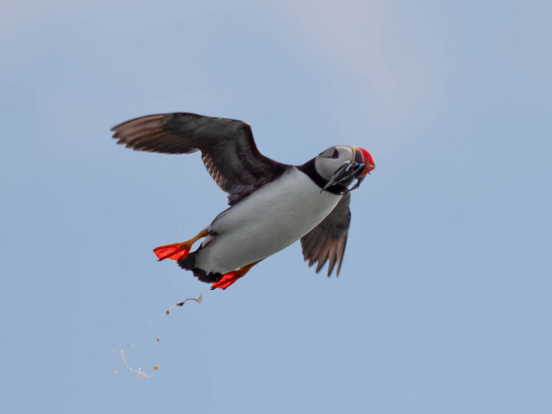 Puffin in flight carrying small fish in its beak against clear blue sky.