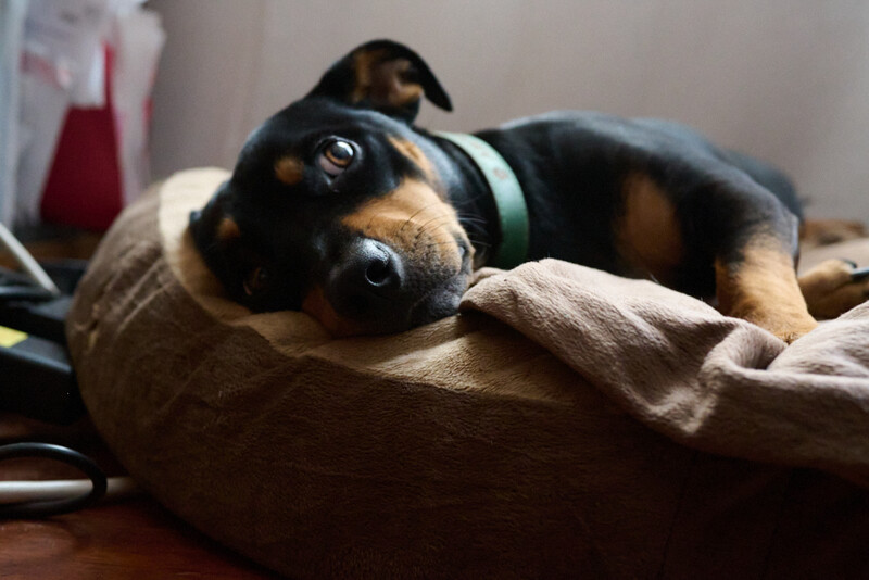 Black and tan dog resting on a beige cushioned bed, looking toward camera with attentive expression.