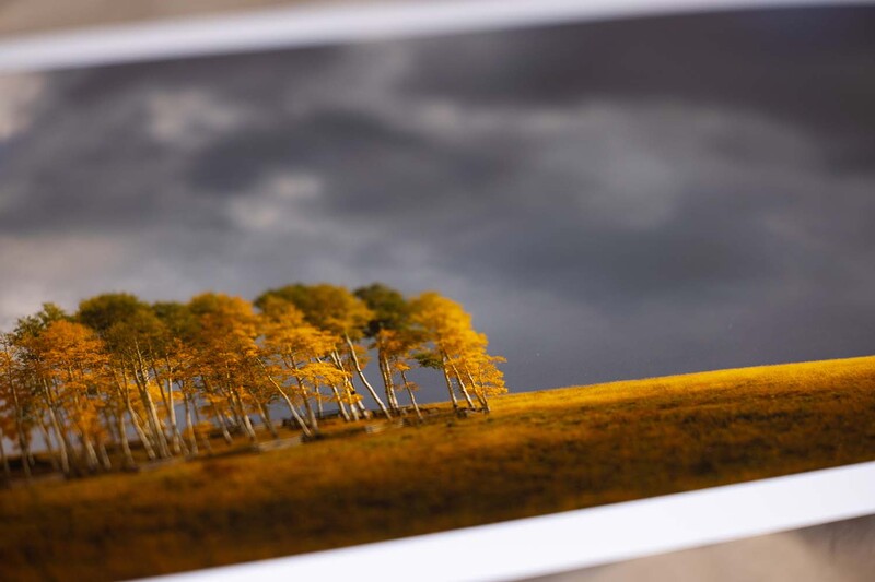 Macro photograph of golden lichen growing on a wooden branch with selective focus and blurred background.