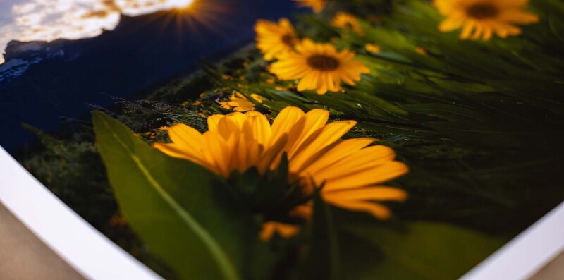 Yellow flowers floating in water with green leaves and dark reflective surface.