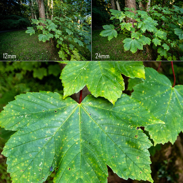 Macro photography comparison of oak leaves at different focal lengths, showing progressive magnification from 12mm to close-up detail with water droplets.