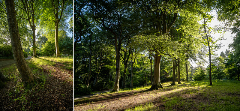 Two side-by-side views of a tree-lined forest path with dappled sunlight filtering through the canopy.