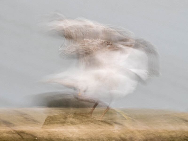 Motion-blurred bird in flight above golden grassland against overcast sky.