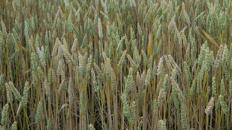 Dense wheat field with mature grain heads at various stages of ripeness, displaying golden and green tones throughout.