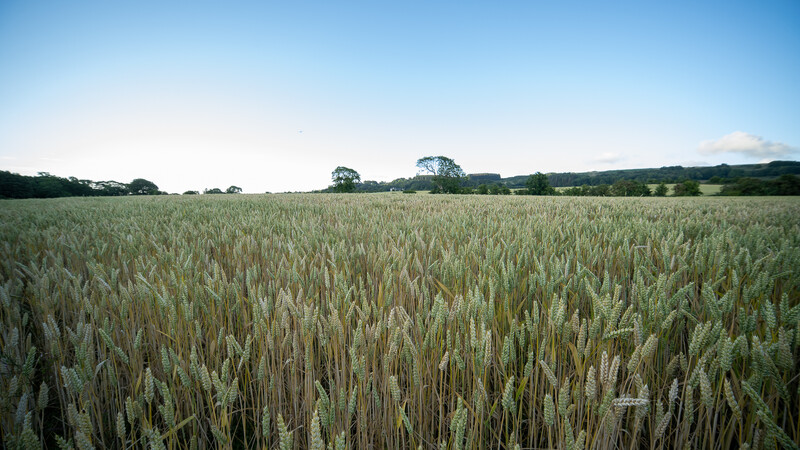 Expansive grain field with mature cereal crop under clear blue sky and distant tree line.
