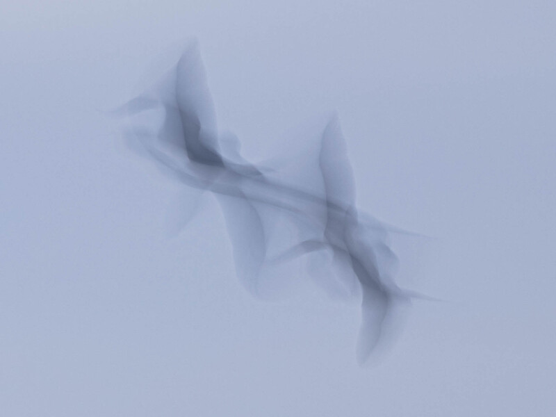 Two sharks swimming vertically through blue water with motion blur effect.