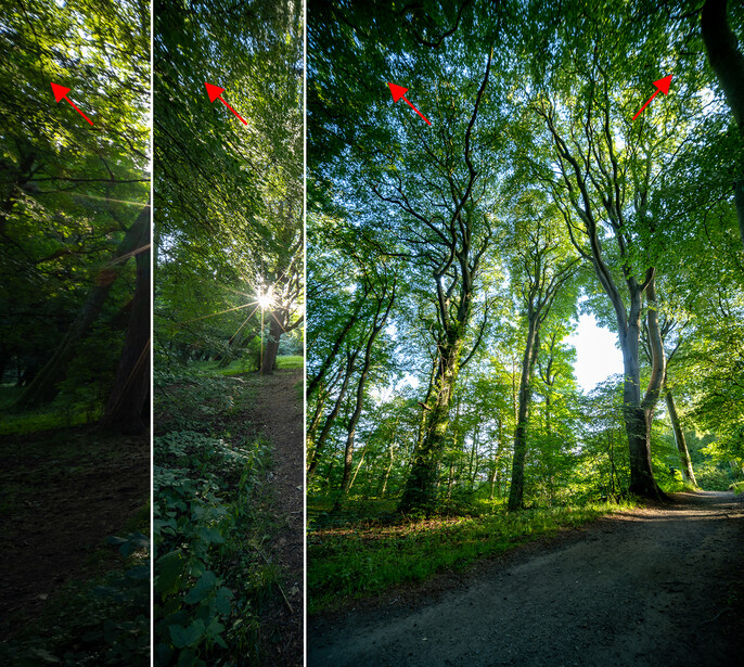 Three vertical panels showing forest canopy progression from shadowy undergrowth to sunlit tree-lined path with red parrots perched above.