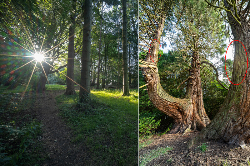 Split composition showing a sunlit forest path on the left and gnarled, ancient tree trunks on the right.