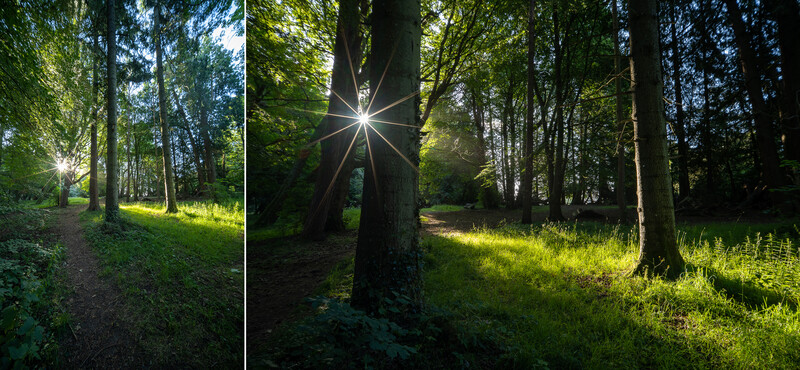 Sunlight streaming through tall trees in a forest, creating a bright starburst effect behind a tree trunk.