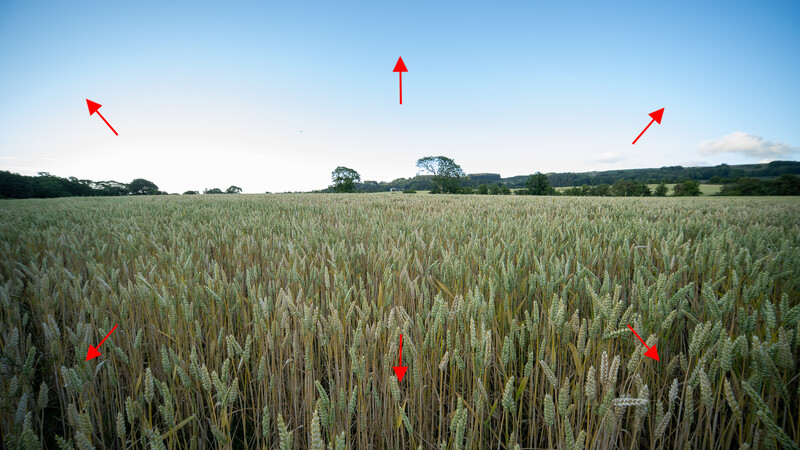 Wheat field with red arrows pointing upward indicating growth direction against blue sky.