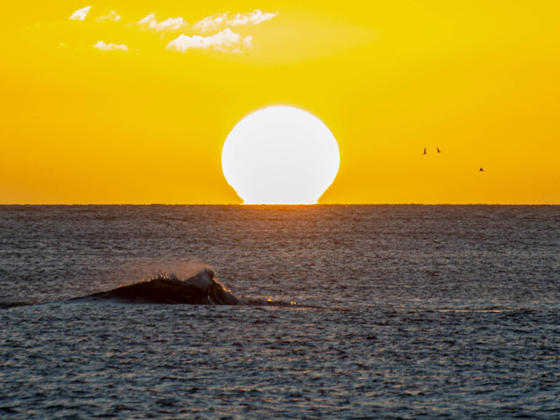 Whale surfacing in ocean waters during golden hour sunset with large sun on horizon.