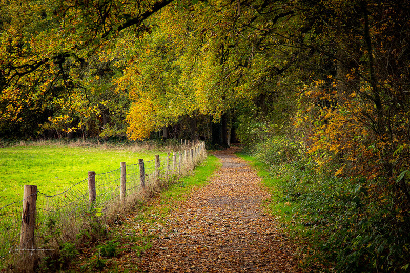 Tree-lined gravel path with wooden fence posts and vibrant green field under autumn canopy.