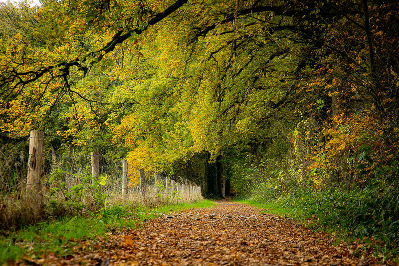 Tree-lined path covered in fallen leaves, with golden canopy overhead creating a tunnel effect.
