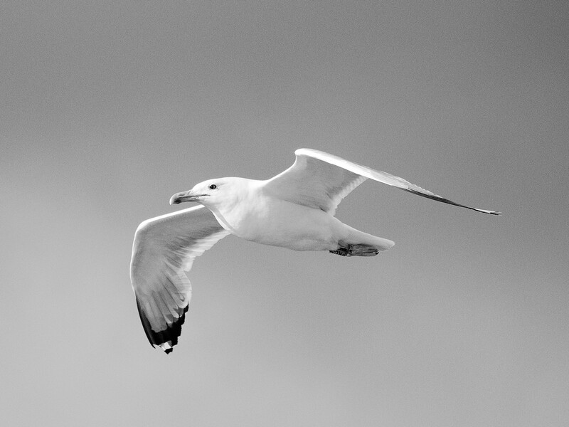 White seagull in flight against gray sky, wings spread wide with black wingtip markings.