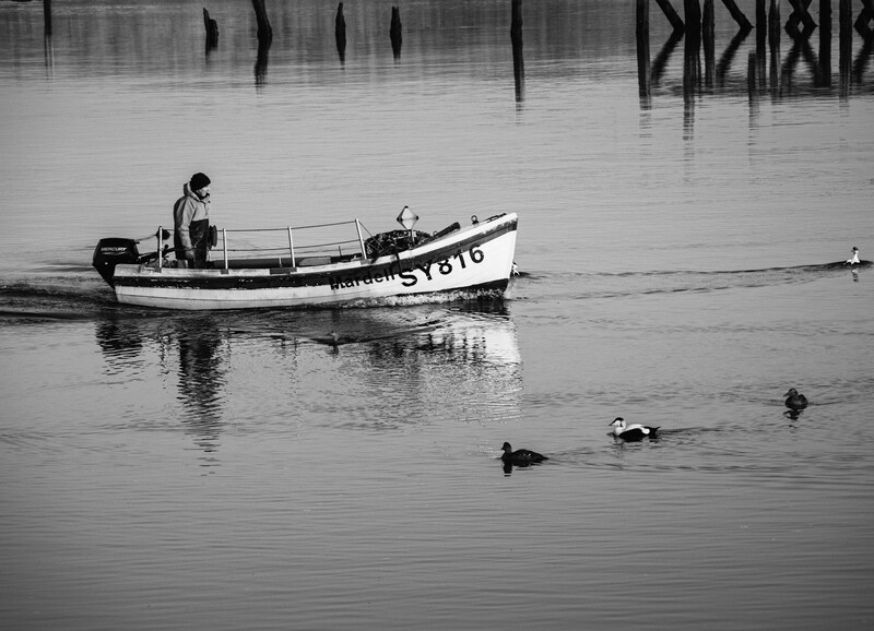 Fishing boat with registration number on calm water, accompanied by waterfowl in the foreground.