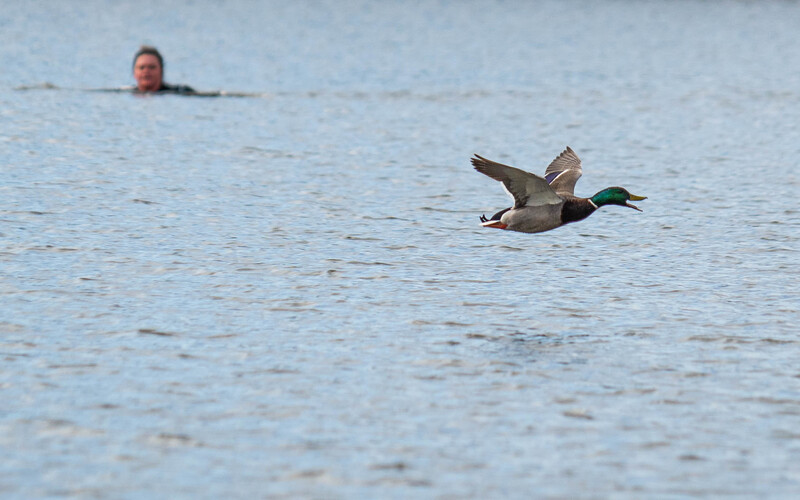 Duck in flight over water with a swimmer visible in the background.