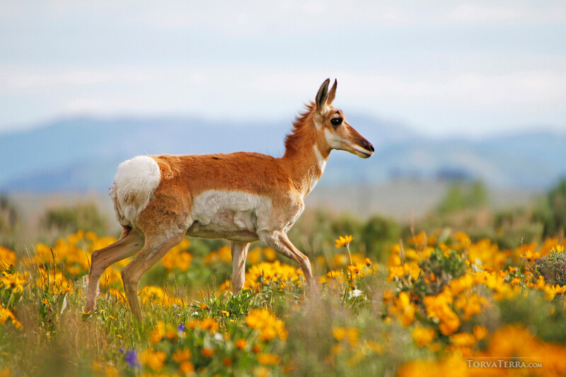 Pronghorn antelope standing in a wildflower meadow with mountains in the background.