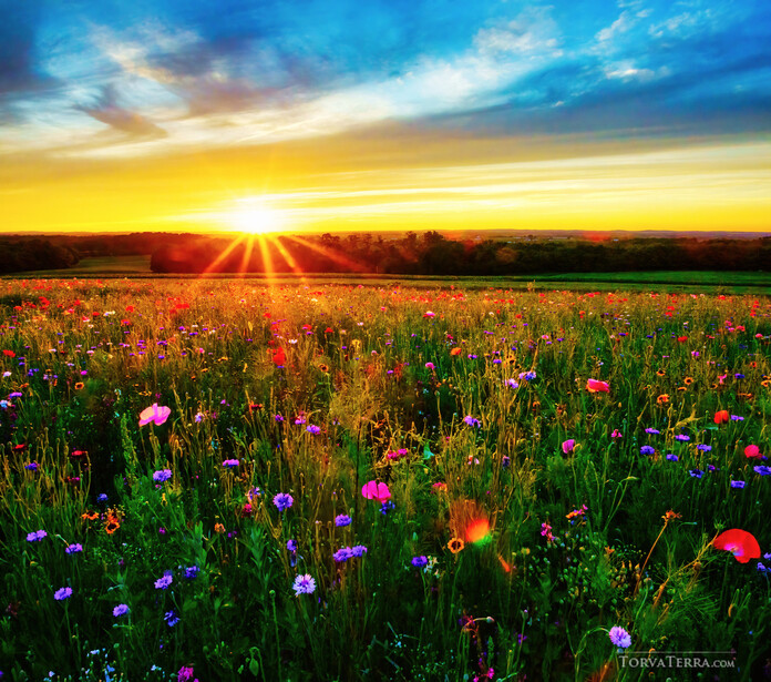 Wildflower field at sunrise with dramatic golden light and colorful blooms stretching to the horizon.