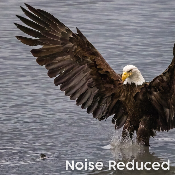 Bald eagle with wings spread wide, emerging from water with talons extended.