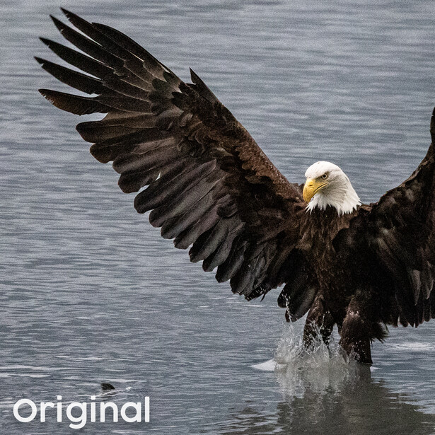 Bald eagle with wings spread wide, launching from shallow water with white head and dark plumage visible.