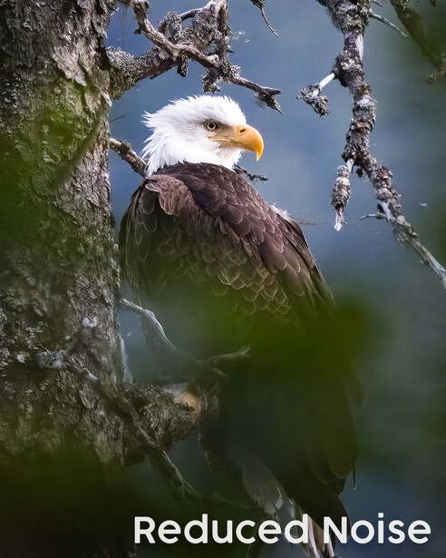 Bald eagle perched on a lichen-covered branch against a blue sky.