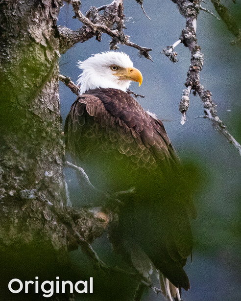 Bald eagle perched on a lichen-covered branch, sharp focus on the bird's white head and hooked yellow beak.