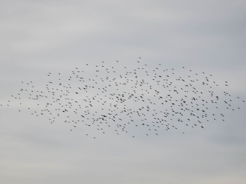 Large flock of birds in flight against an overcast sky, dispersed across the frame in a loose formation.