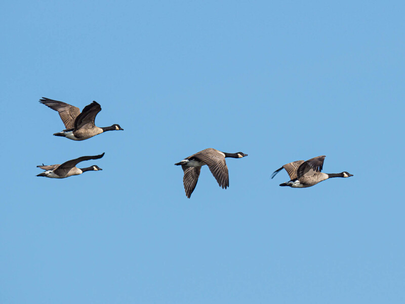 Four Canadian geese in flight formation against a clear blue sky.
