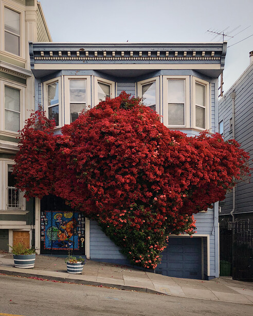 A residential building's storefront densely covered by a bright crimson climbing vine in full foliage.